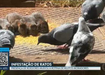 VÍDEOS: DF2 de segunda-feira, 25 de maio de 2026